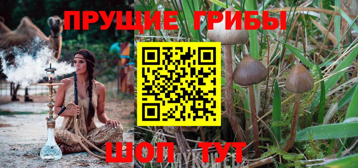 Псилоцибиновые грибы Psilocybe  Вход с VPN  Галлюциногенные грибы ЛСД  Октябрьский 